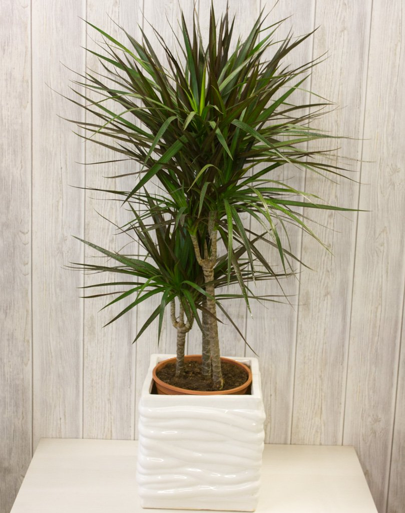 Растение в горшке DRACAENA МARGINATA (101.598.53) купить в ИКЕА (IKEA) с доставк