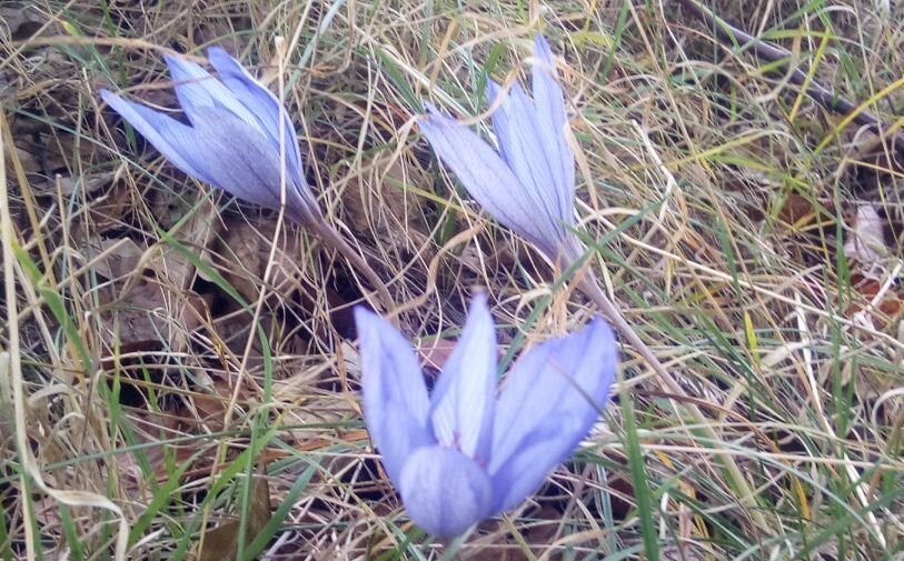 Крымский шафран