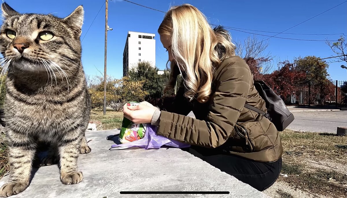 Крымские котики в Феодосии 