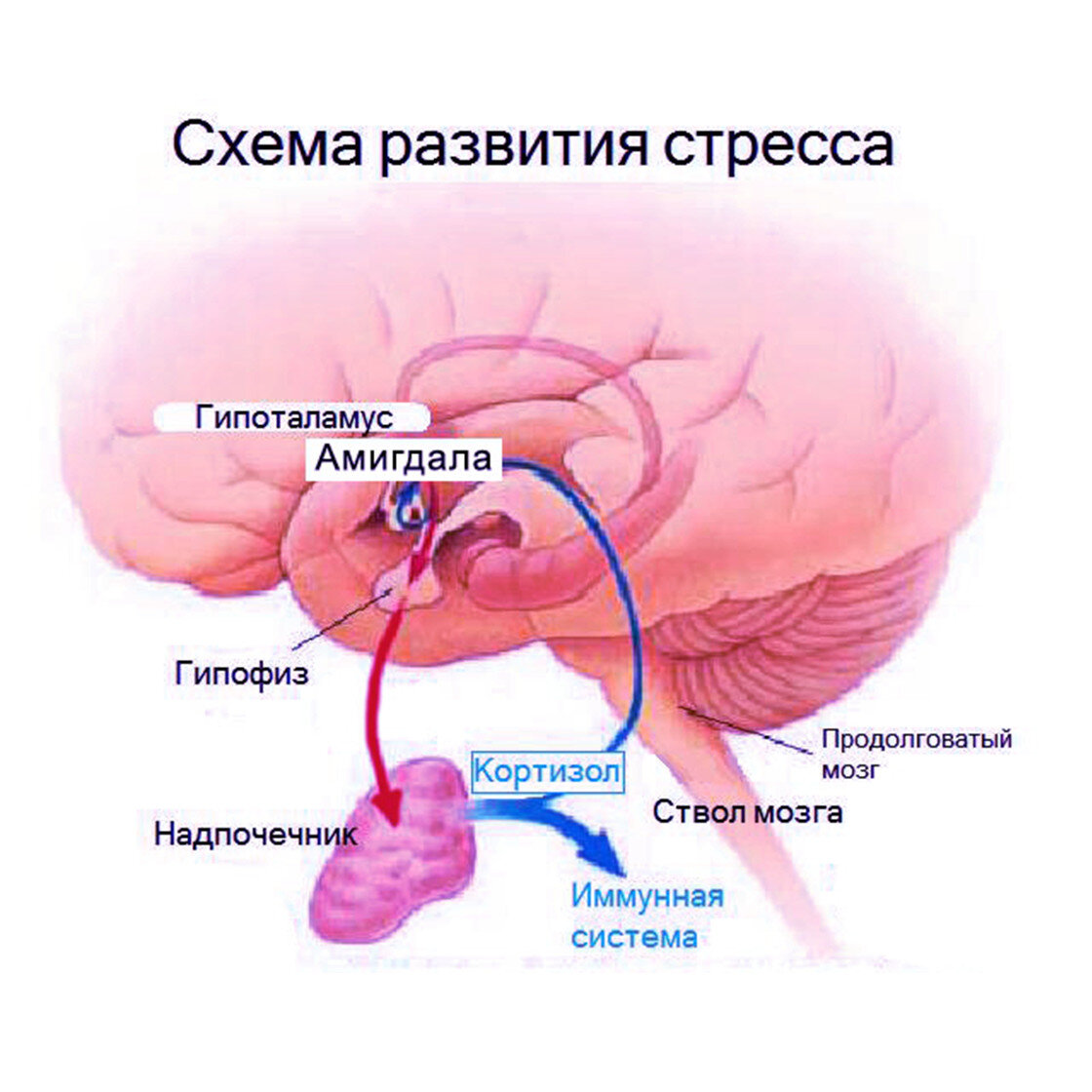 Почему Вам плохо и в чем истинная ПРИЧИНА всех Ваших проблем? Кратчайший  путь в 5 ШАГОВ к счастливой жизни, которую давно хотел | Мария Фогель,  психолог-практик | Дзен