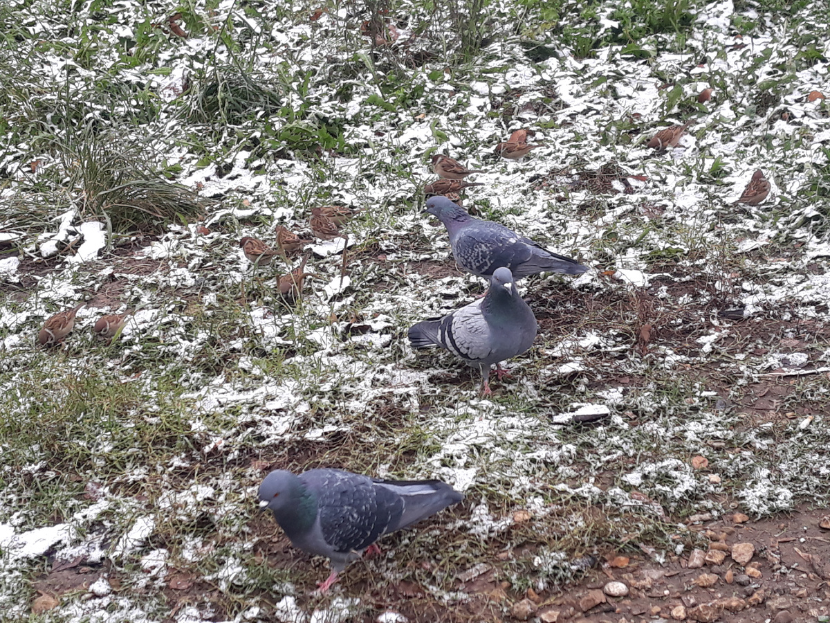 Полчаса с Соней за воробьями наблюдали. Забавные птички :)