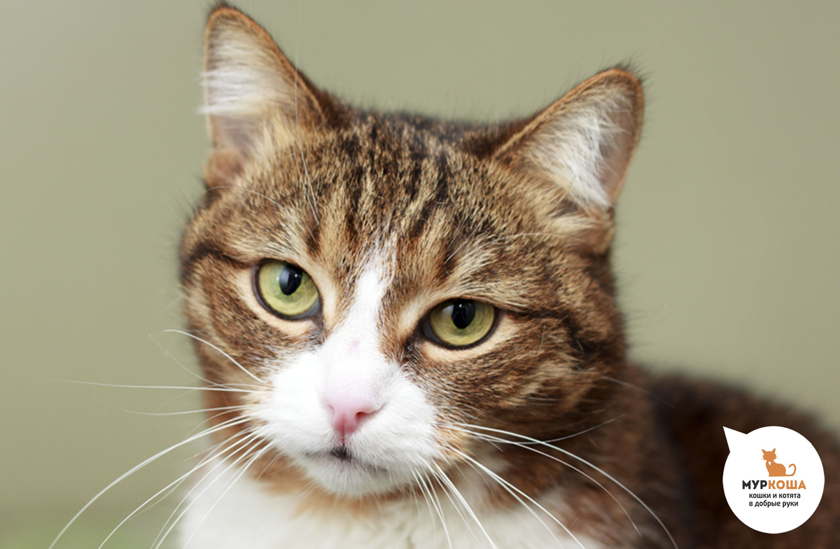 Глори в приюте.