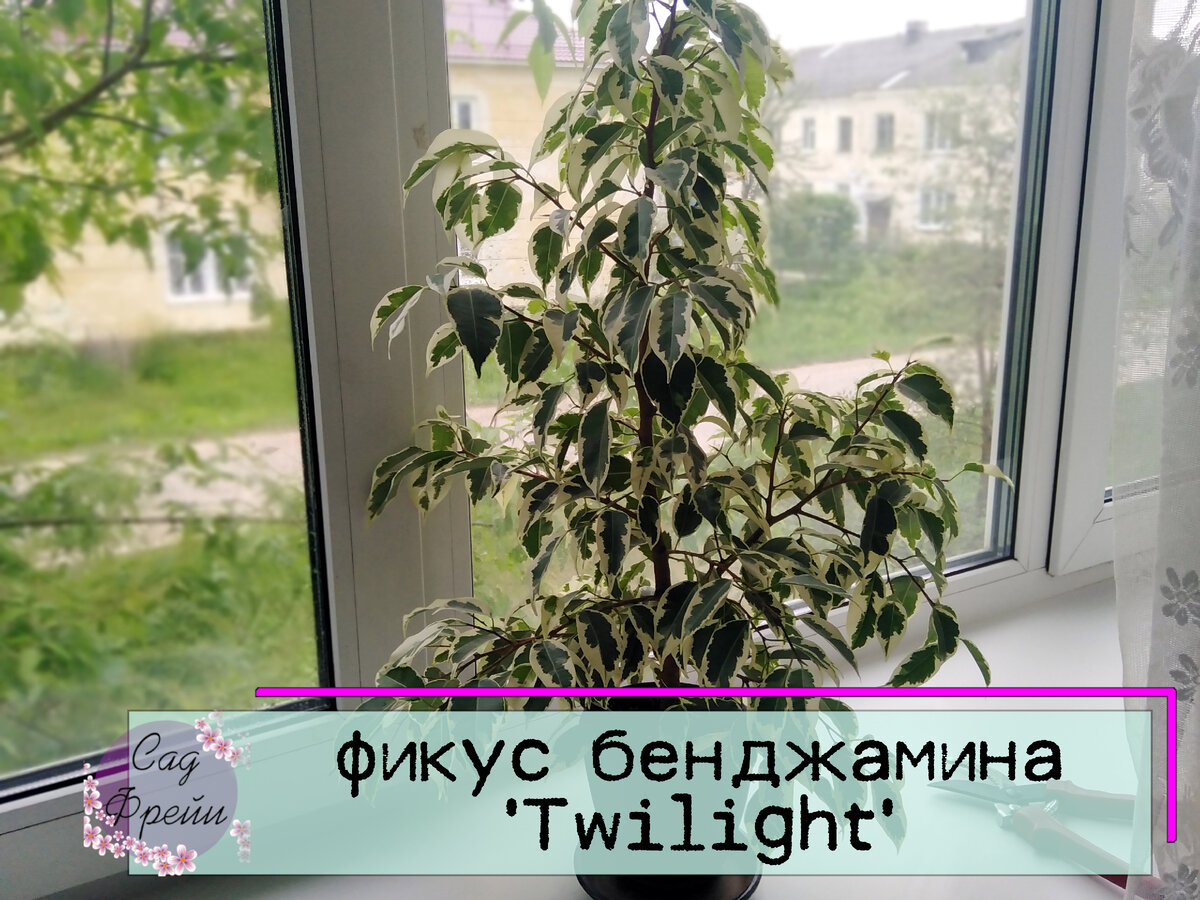 Мои отношения с фикусами весьма противоречивы. Сначала - нещадно обрезаю, потом - трясусь над каждым листиком