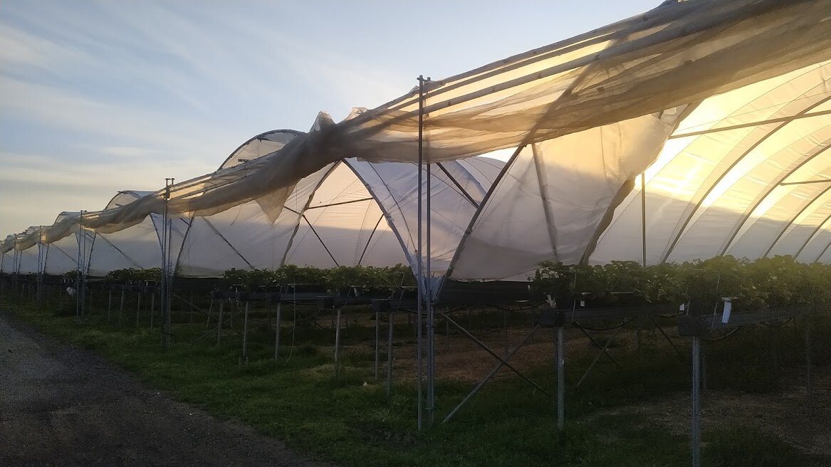 В таких теплицах растет клубника