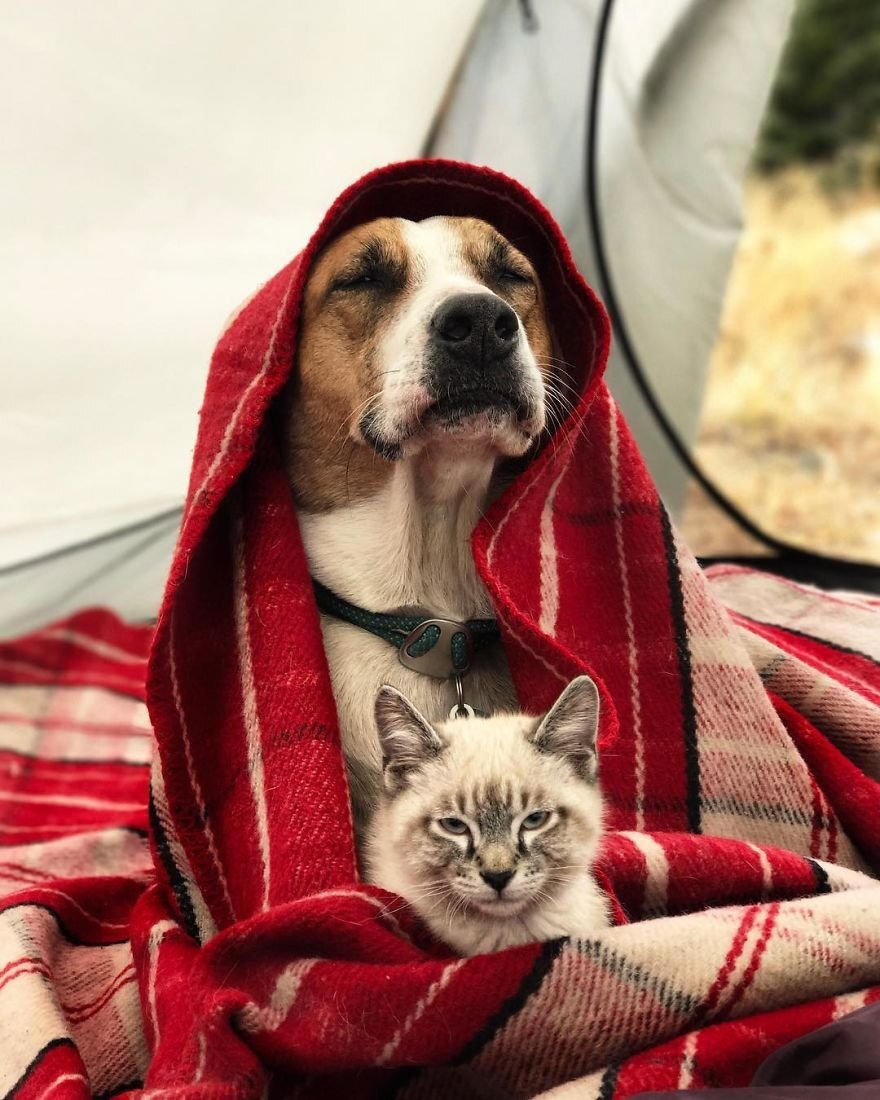 Фото взято https://yandex.ru/images/touch/search?text=%D1%81%D0%BE%D0%B1%D0%B0%D0%BA%D0%B0%20%D0%B8%20%D0%BA%D0%BE%D1%82&img_url=https%3A%2F%2Fscontent-arn2-2.cdninstagram.com%2Fv%2Ft51.2885-15%2Fe35%2F25015349_144177429490056_5349973802639949824_n.jpg%3F_nc_ht%3Dscontent-arn2-2.cdninstagram.com%26_nc_cat%3D100%26_nc_ohc%3DBUowPqMNzS4AX-sJcXN%26oh%3Dd4ea45243f12a35e5898538966c31853%26oe%3D5EA331B3&pos=3&rpt=simage&source=wiz