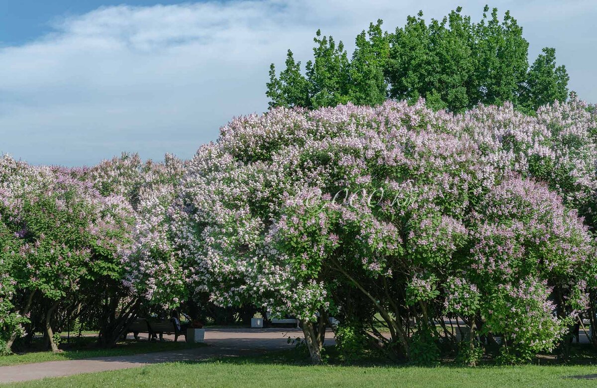 Цветущий весенне-летний Питер