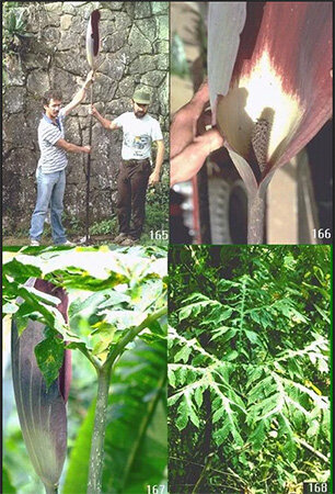  
Jergon Sacha — это экваториальное растение, имеющее один массивный и глубоко расщепленный лист, прорастающий от подземного корня на длинном толстом стебле.

Когда он достаточно созреет или к моменту плодоношения, его высота обычно достигает 1-2 м. Плоды растения Jergon Sacha по форме напоминают каштан ярко-красно-оранжевого цвета и находятся внутри толстого стебля.
