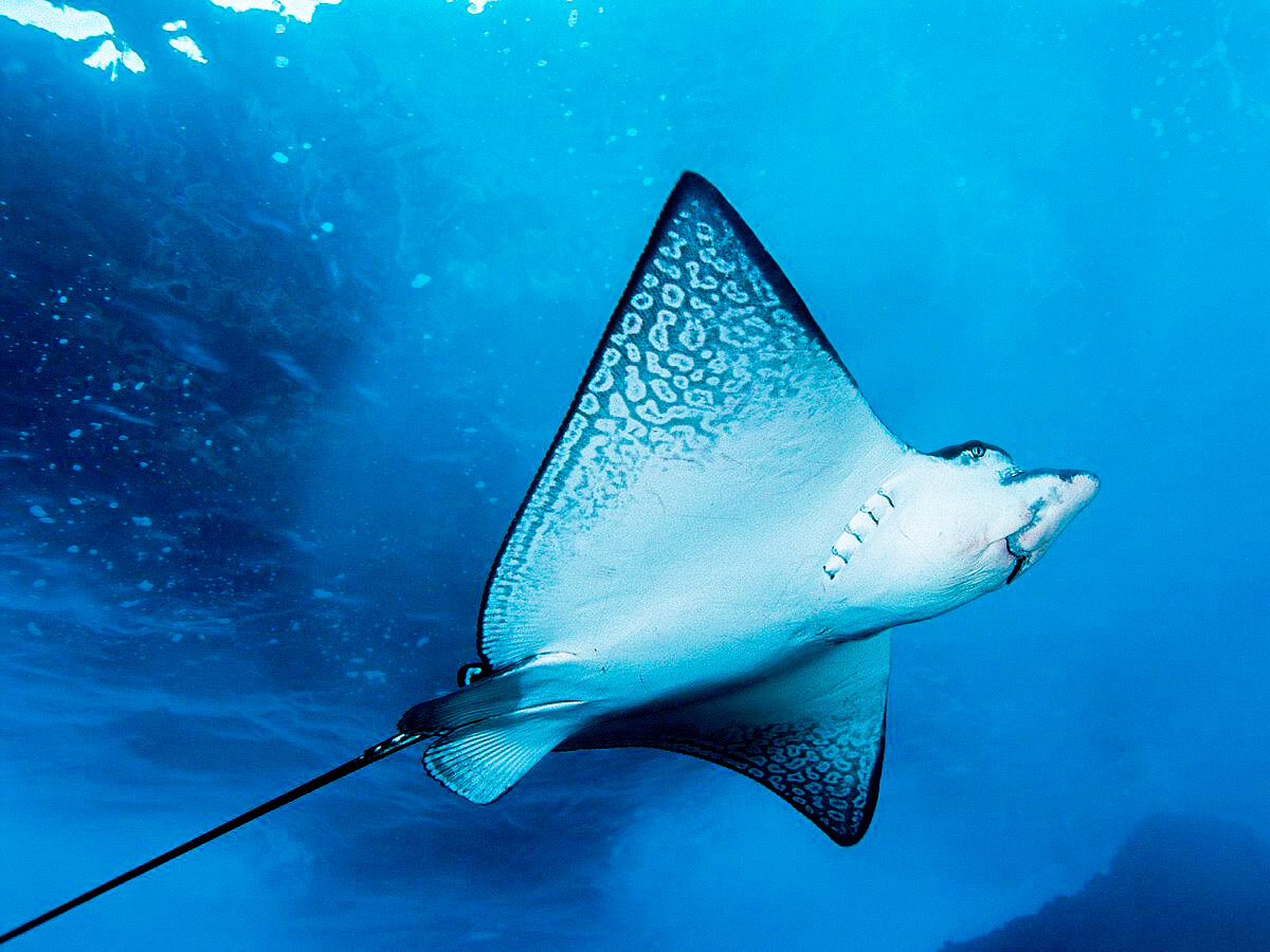 4. Электрический скат.