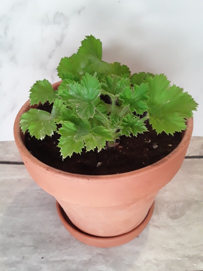 Три черенка королевской пеларгонии в горшке на 1,6 литра