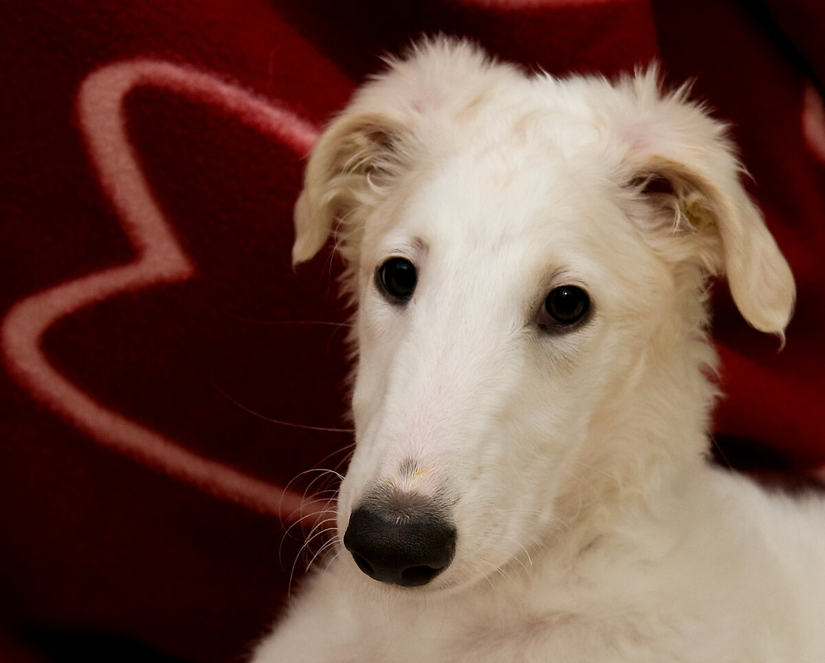 Щенок русской борзой (Фото: https://www.flickr.com/photos/miluhe/3314042837/in/pool-borzoi/)