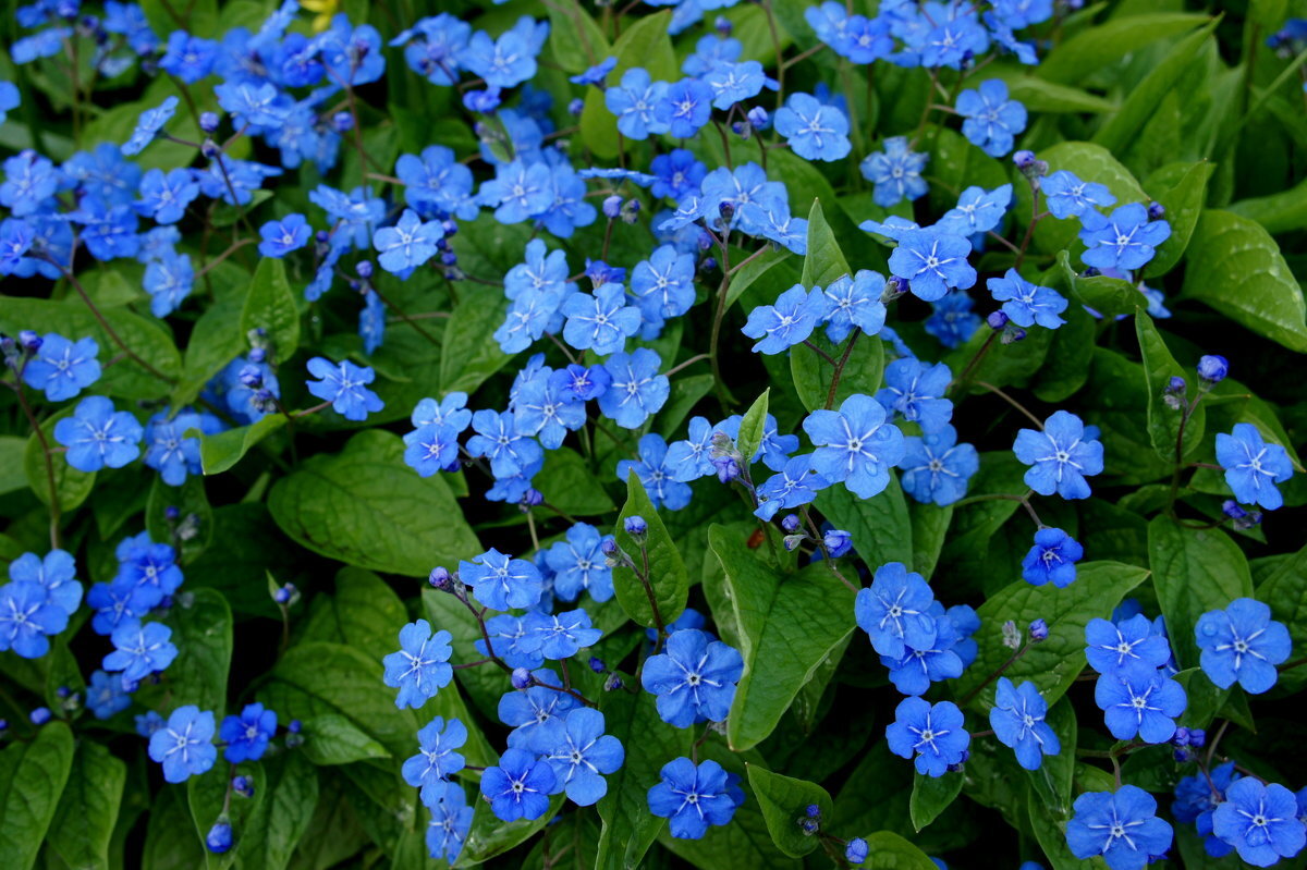 Многолетние цветы цветущие синими цветами фото и названия