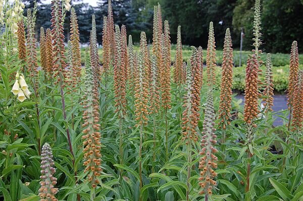 Digitalis parviflora