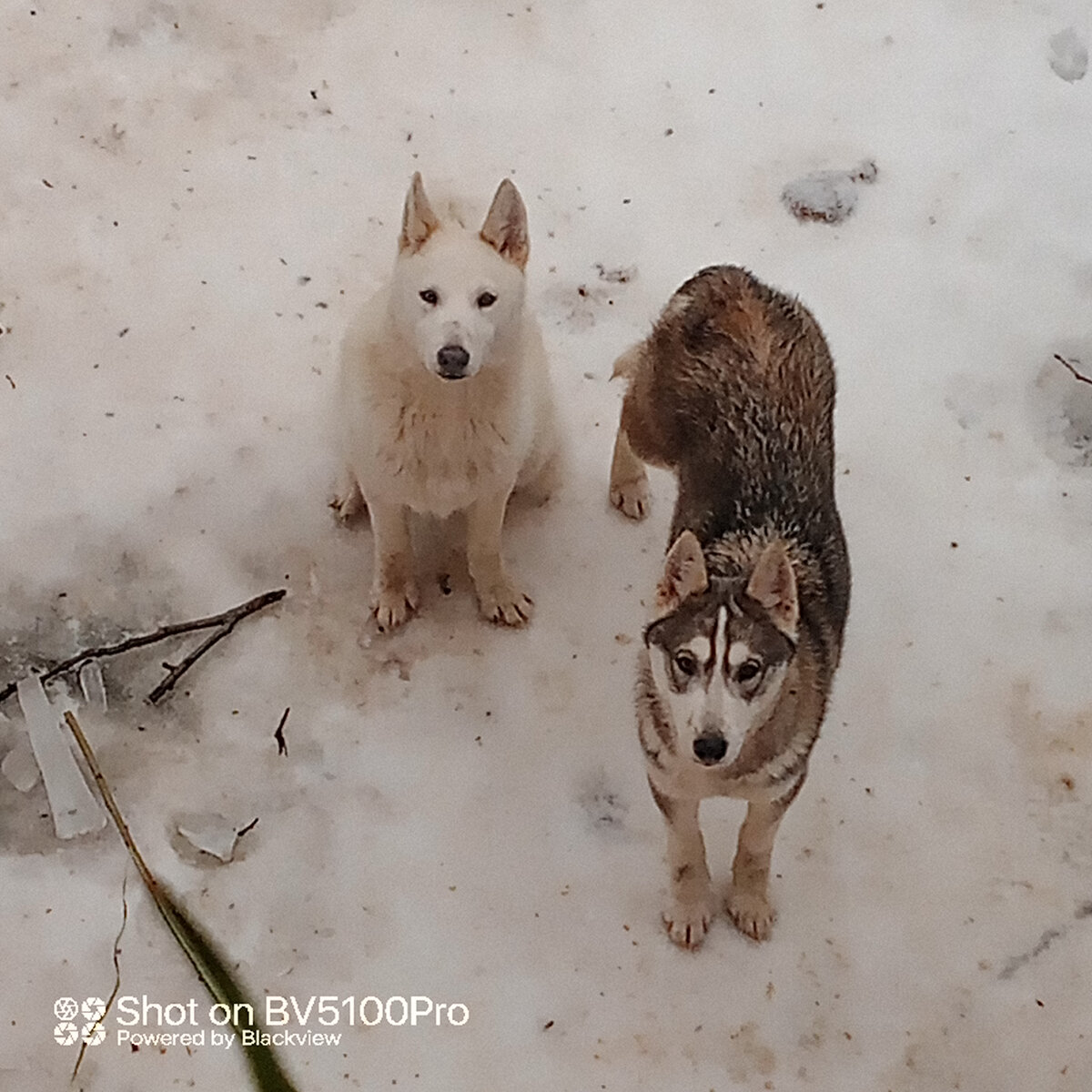 Вот ОНИ - разумны. У кого есть сомнения? Смотрите, какие умненькие глазки. А вот люди не особенно. 