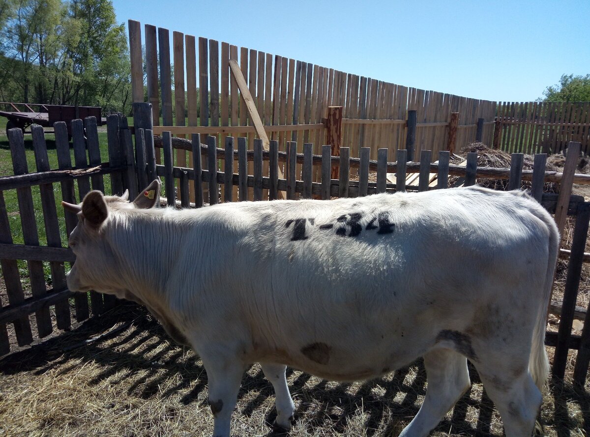 Майка - год с небольшим. Стала...
