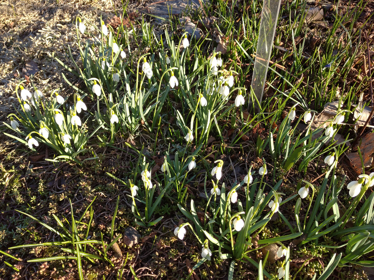 настоящий подснежник (Galanthus)
