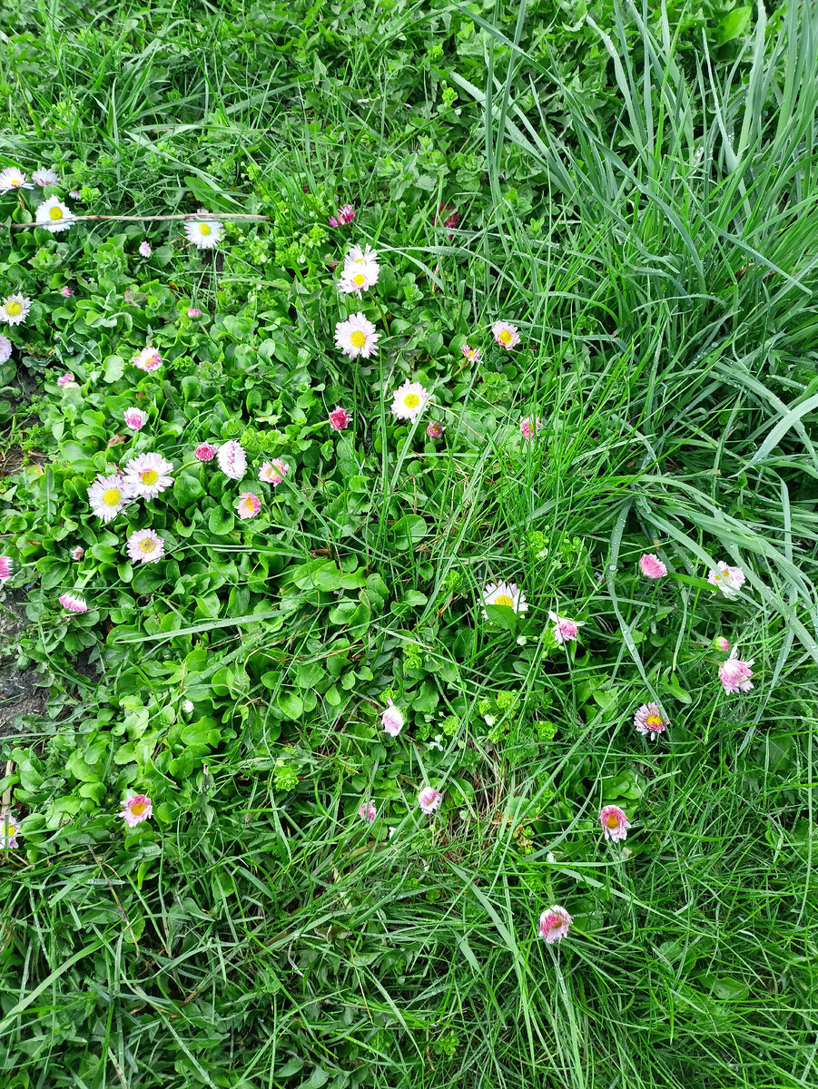 Жизнерадостные маргаритки