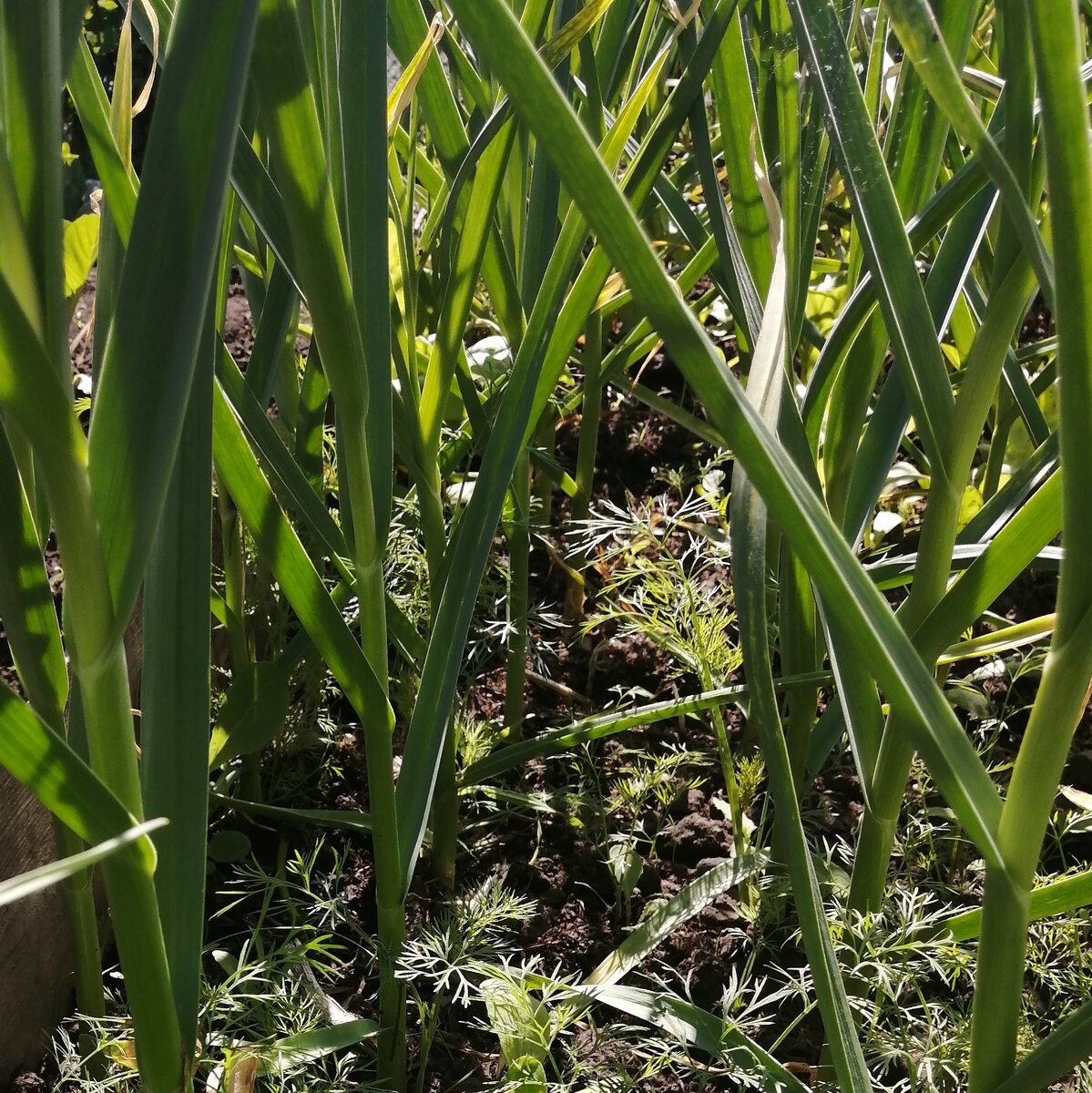 Мой подзимний чеснок после обработки раствором на основе нашатырного спирта. 