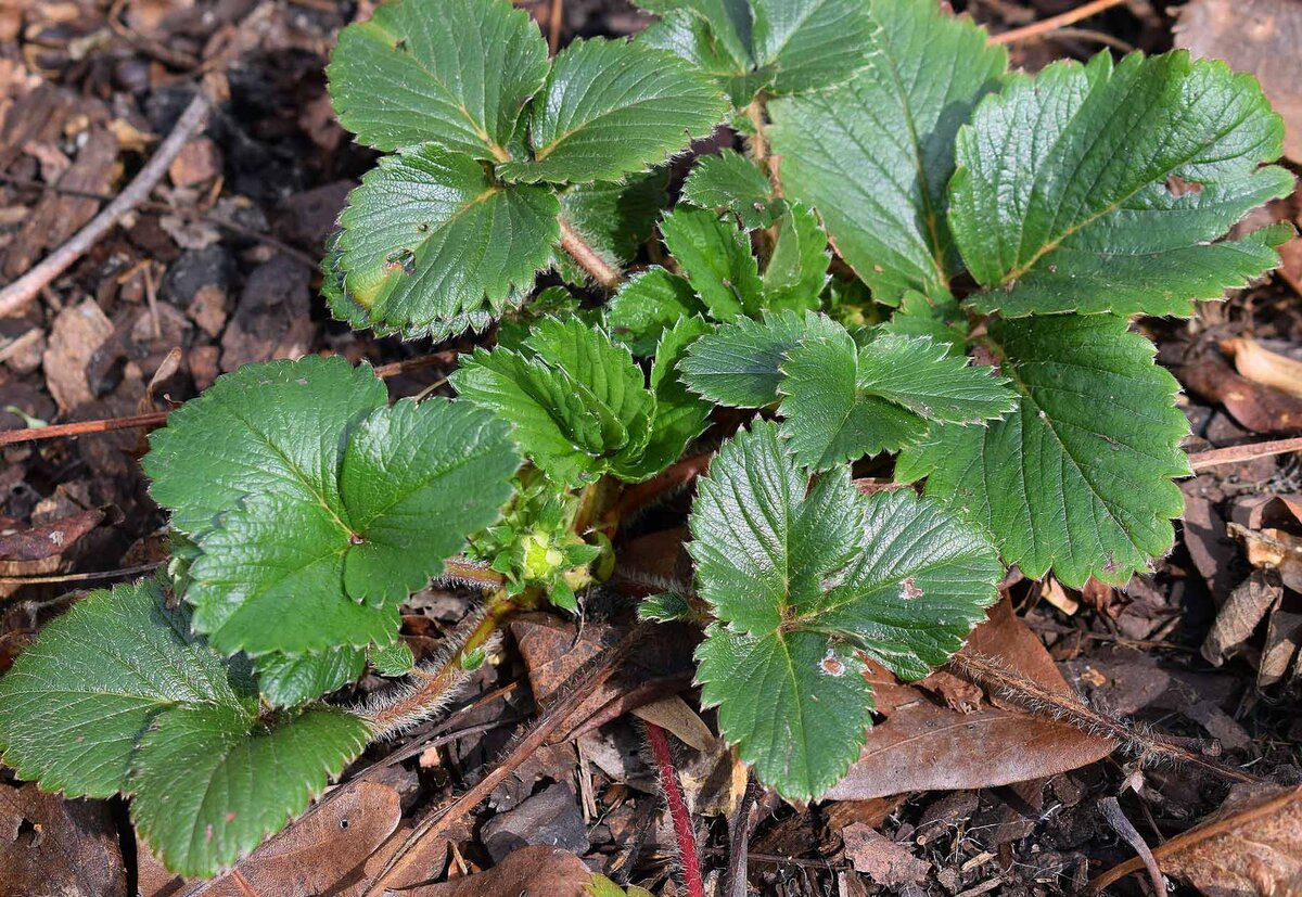 Листик клубники. Когда собирать листья земляники. Лесная земляника чай. Лекарственное сырье земляники. Растение похожее на землянику листьями.