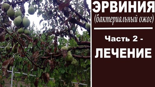 Черные листья на груше -бактериальный ожог груши. Часть 2 - Лечение эрвинии. Препараты, обработки