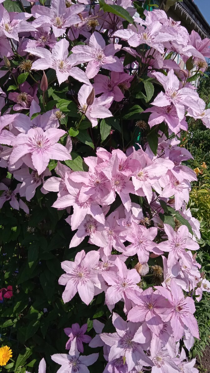 Цветение клематиса