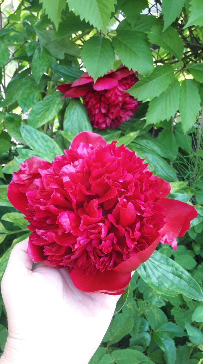 Рэд Чарм. В плену у винограда девичьего. 