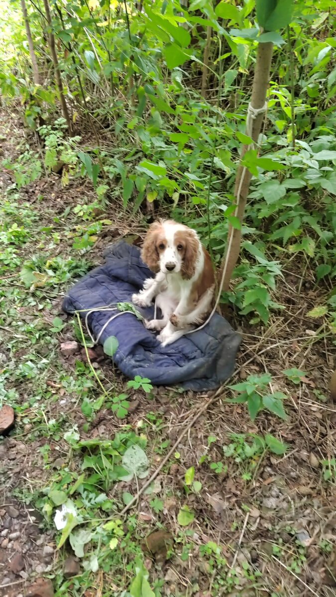 Случайно была обнаружена грибниками...Скажу сразу , в этот же день Малышка уехала на пмж..Быстро удалось найти семью..