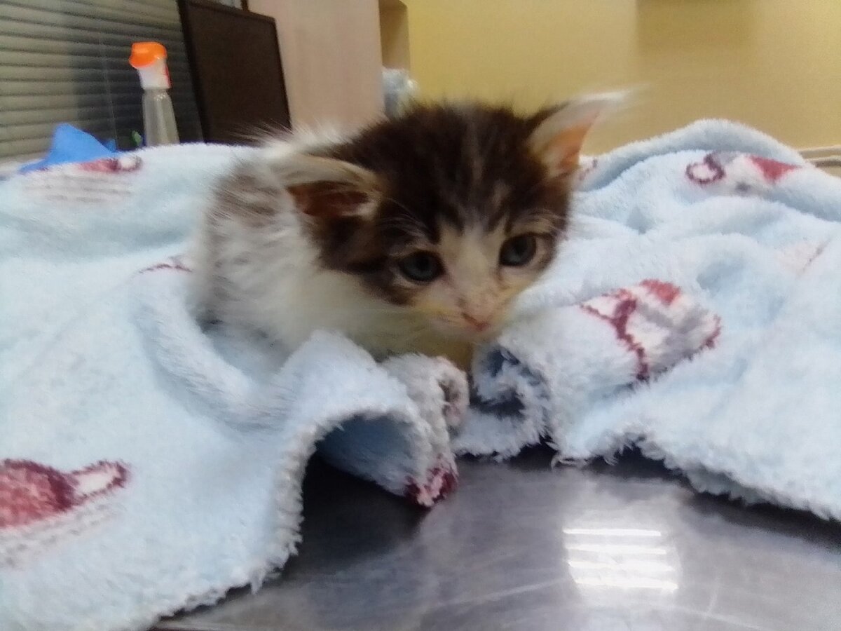 Марсель в ветклинике