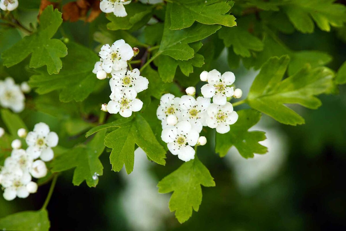 Боярышник белый. Crataegus remotilobata. Цветы боярышника трава. На листьях боярышника белые.