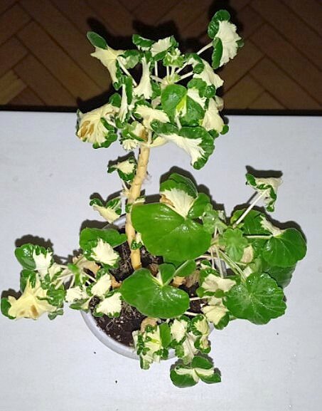 На некоторых листьях видны эти бурые пятна.