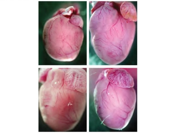 Aghajanian et al. / Nature, 2019