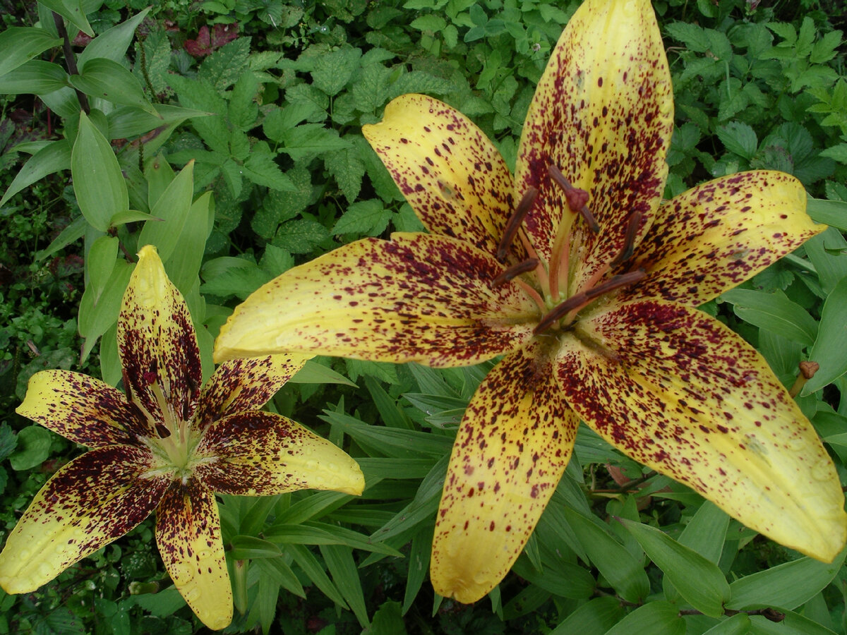 Азиатский гибрид Graffity