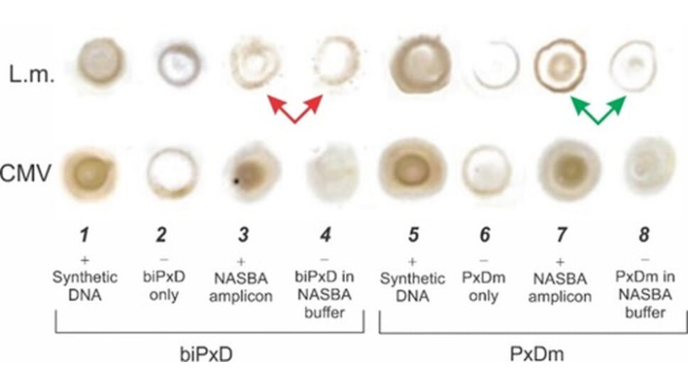 Фото: Chemical Communications📷Визуальное обнаружение целевых фрагментов РНК листерии моноцитогенес и цитомегаловируса