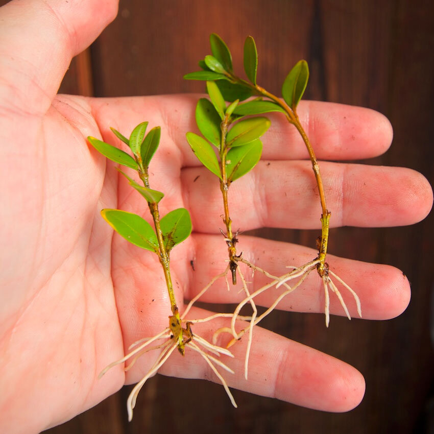 Черенкование самшита. Фото используется с сайта rastenievod-007.blogspot.com