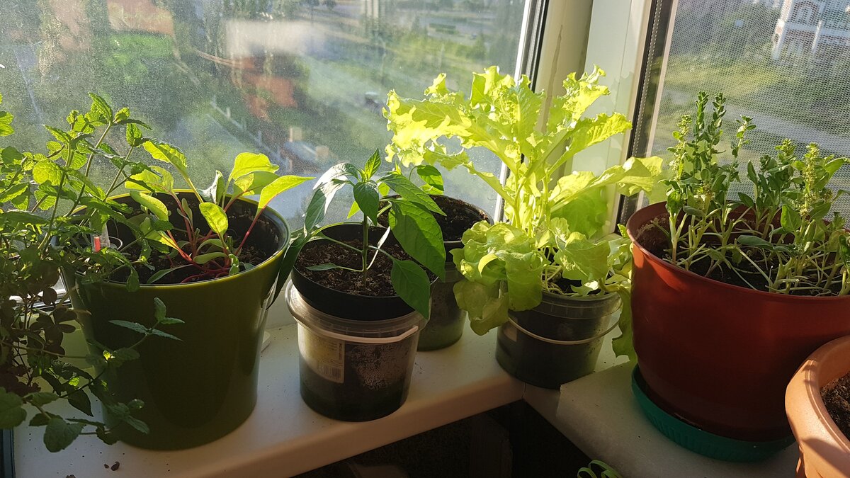 Совсем еще маленький мангольд в зелёном горшке