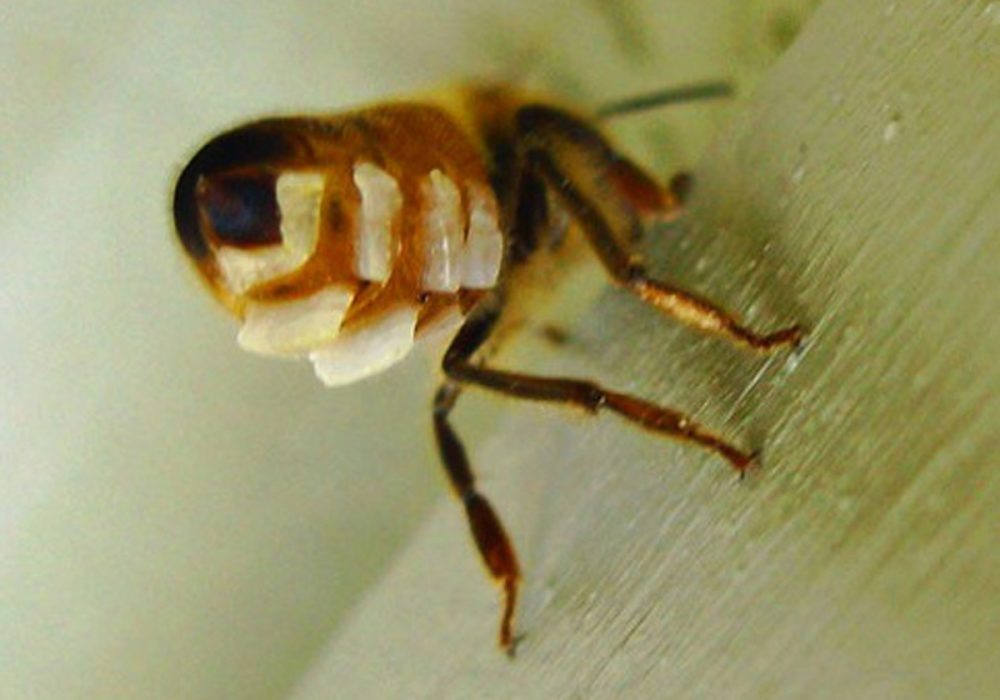 Пчела с восковыми пластинками в восковых карманах.