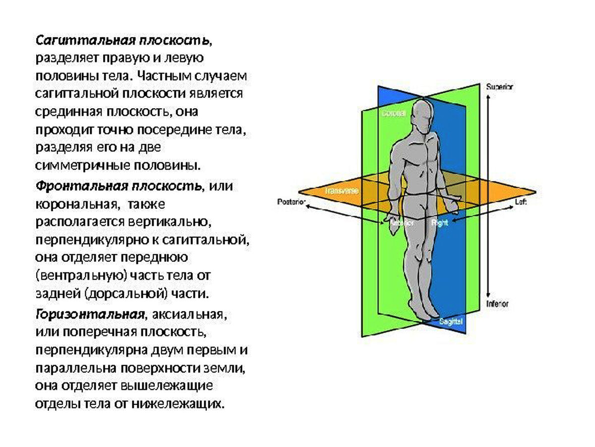 Фронтальная плоскость позвоночника. Фронтальная сагиттальная и горизонтальная плоскость. Сагиттальная плоскость и фронтальная в анатомии. Парамедианная сагиттальная плоскость. Плоскости фронтальная сагиттальная аксиальная.