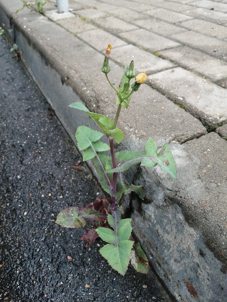 Осот огородный. Фото автора.