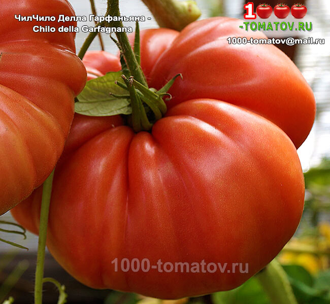  Томат  Чило Делла Гарфаньяна фото 1