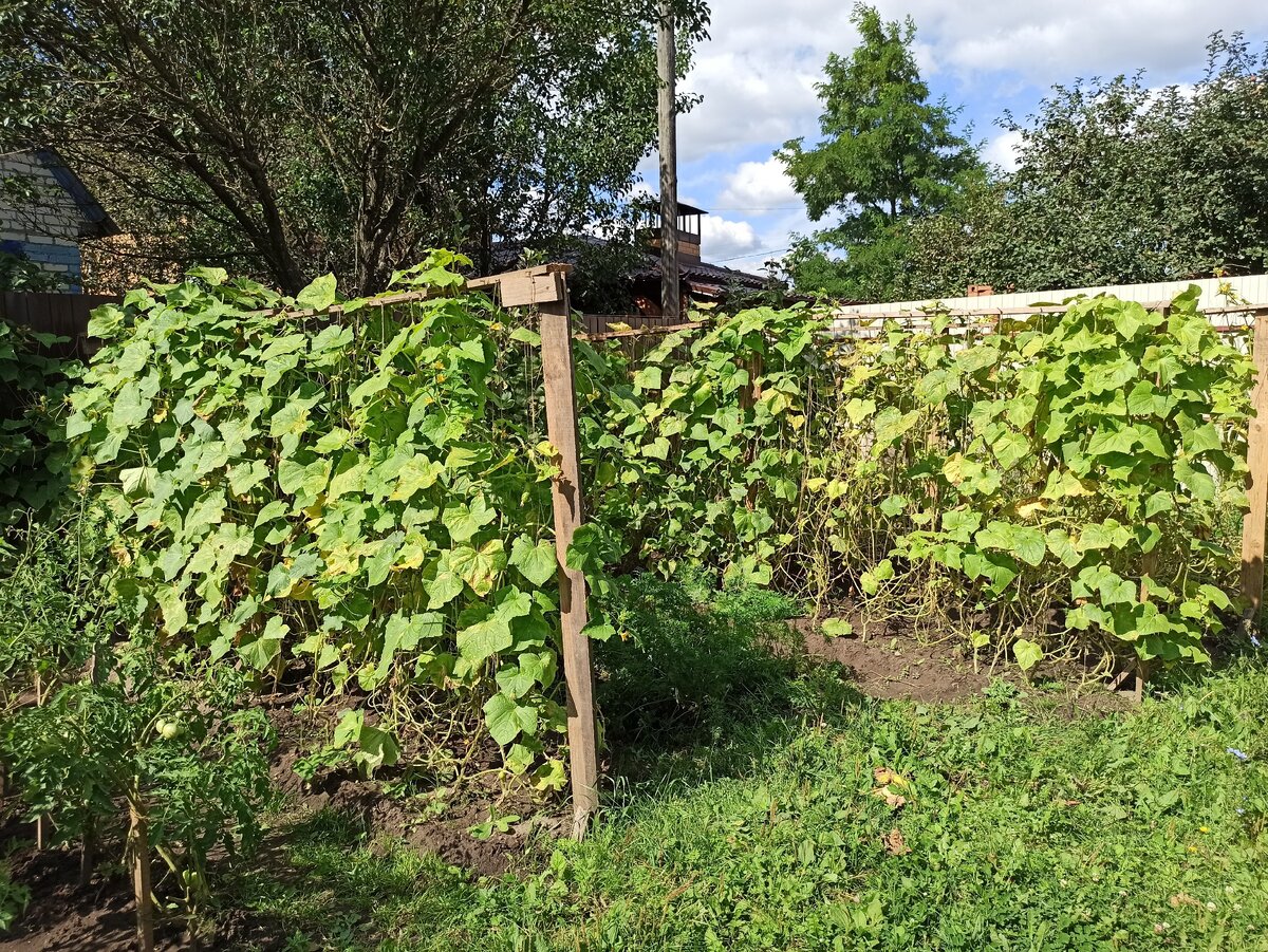 Огуречная фазенда:)