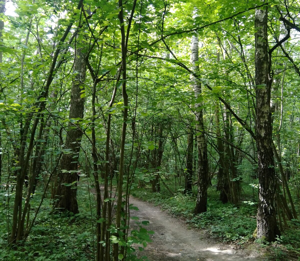 Россия. Ерино. Дорога к Святому источнику Параскевы Пятницы