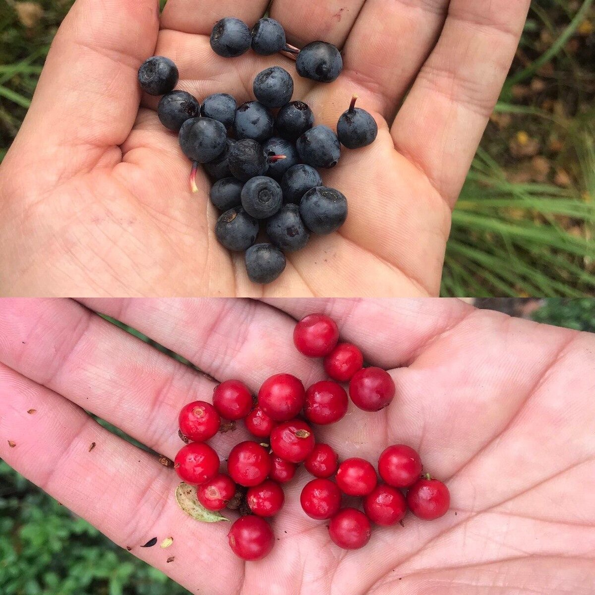 Черника и брусника