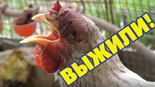 Как я лечил кур от заразы 🐓 куры чихают и хрипят чем лечить