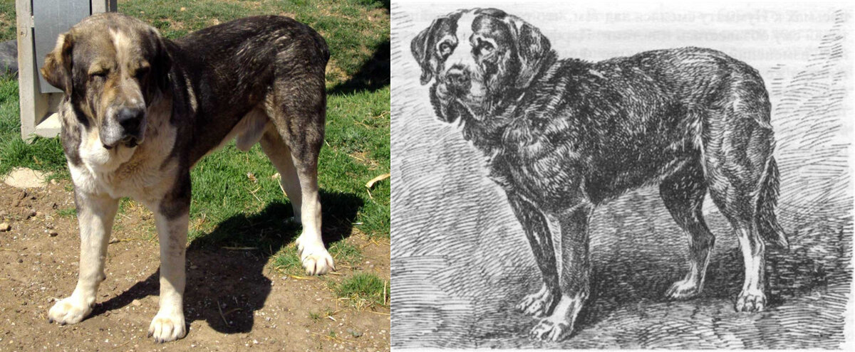Слева - современный испанский мастиф питомника de Abelgas. Справа - меделян, рисунок из журнала "Природа и охота" за 1889 год, №9. Переопубликован в книге Л.Сабанеева