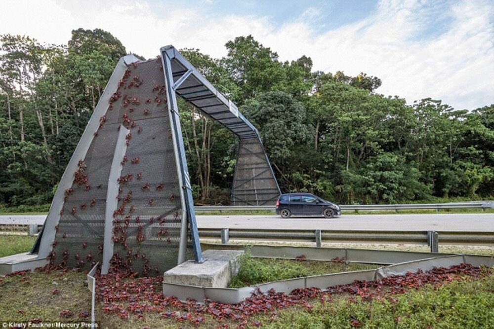 Яндекс картинки