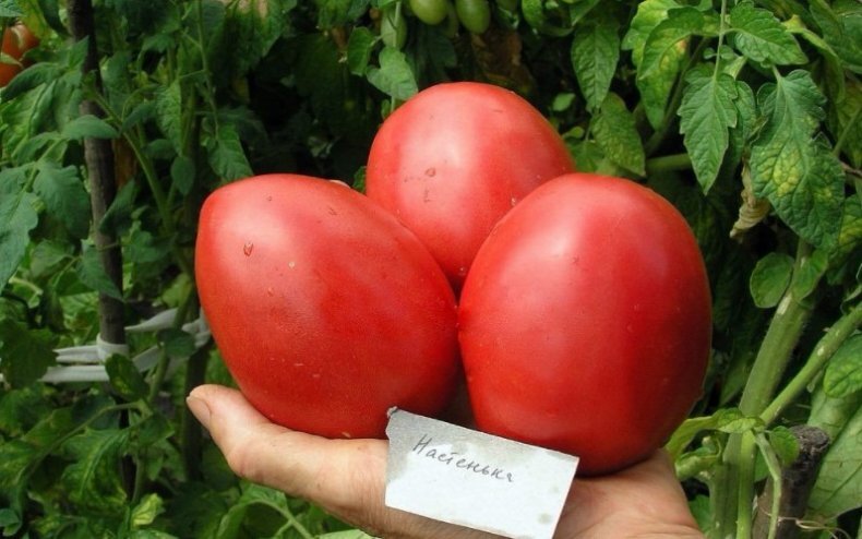 Источник фото: agronomu.com 