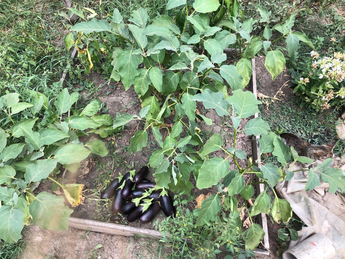 Грядка метро на метр 5 кустов 