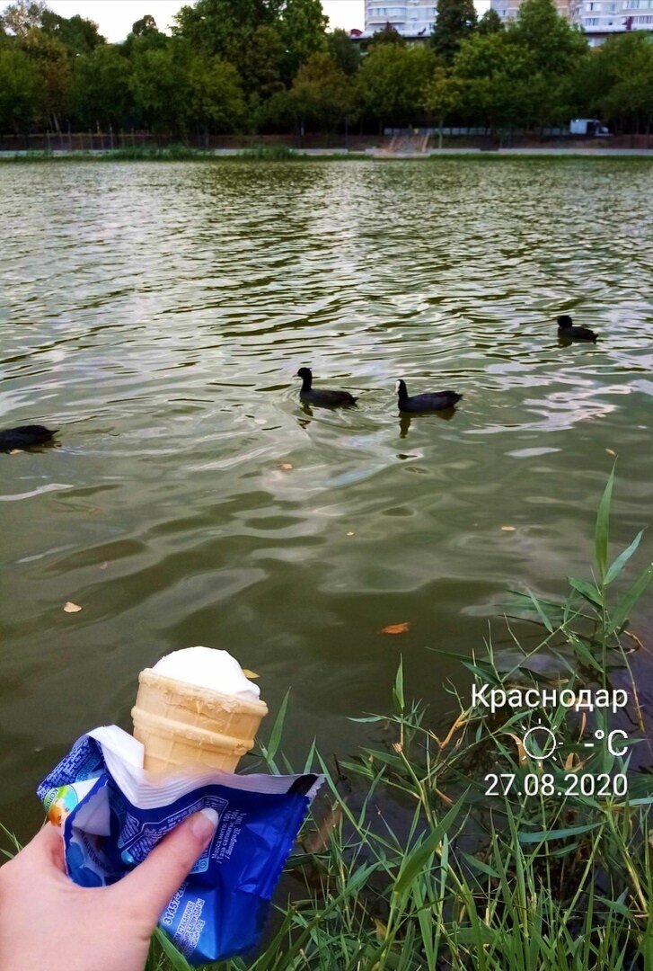 Как только я раскрыла мороженное, чтобы  перекусить и отдохнуть в тишине, начали подплывать стаи красивых уточек. Скорей всего они привыкли, что их часто здесь кормят и любое шуршание пакетами они проверяют.