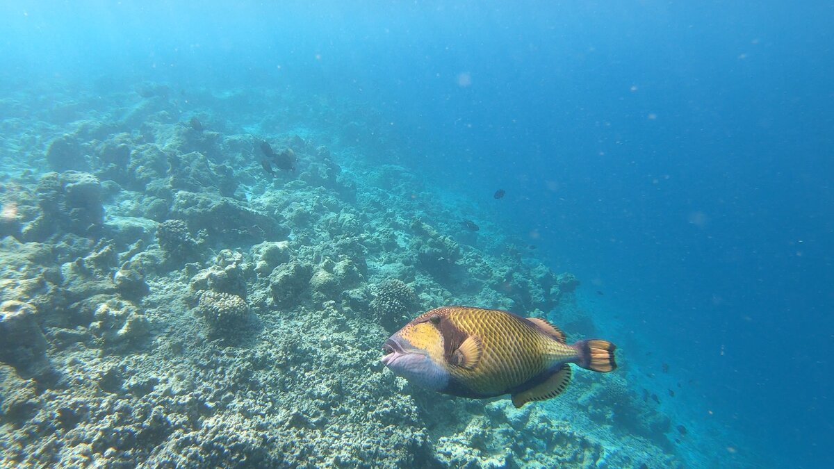 Tropic Tree Maldives снорклинг