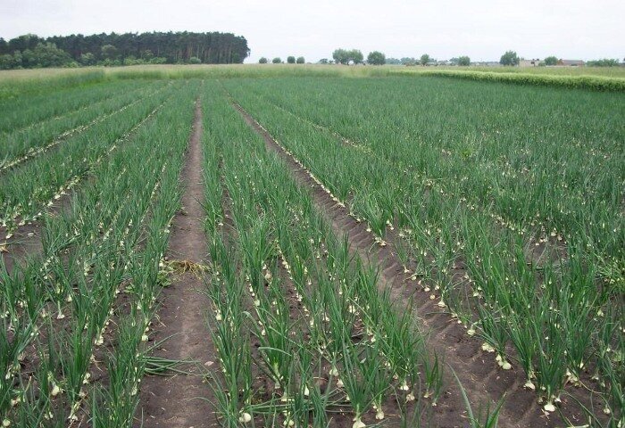 Грунт для озимого лука: подкормки, которые не вносят осенью, и которые ...