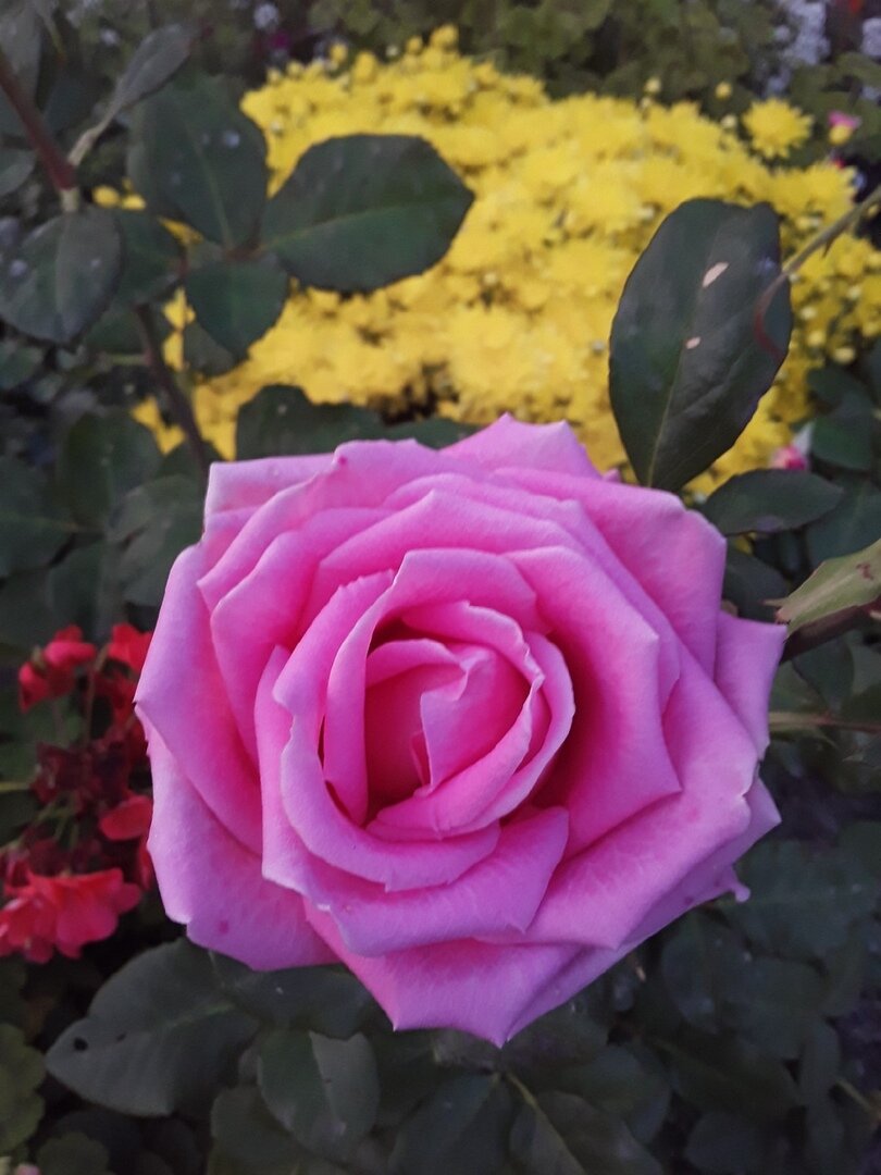 Чайно-гибридная роза, сорт Aqua!